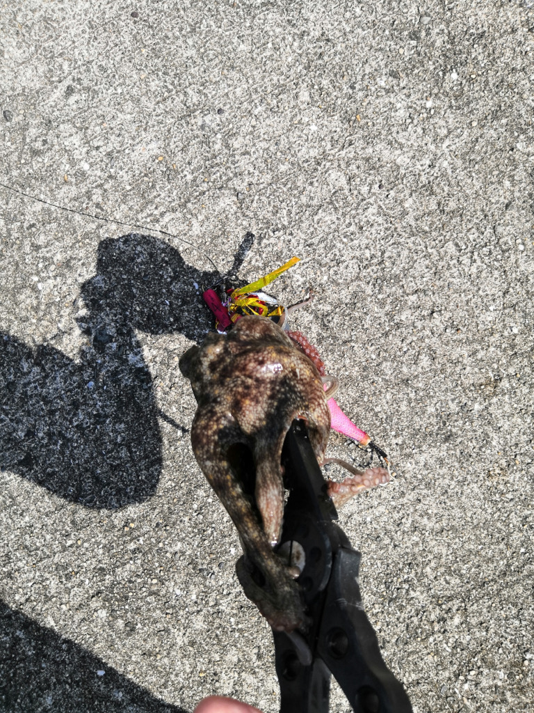 タコシーズン始まり