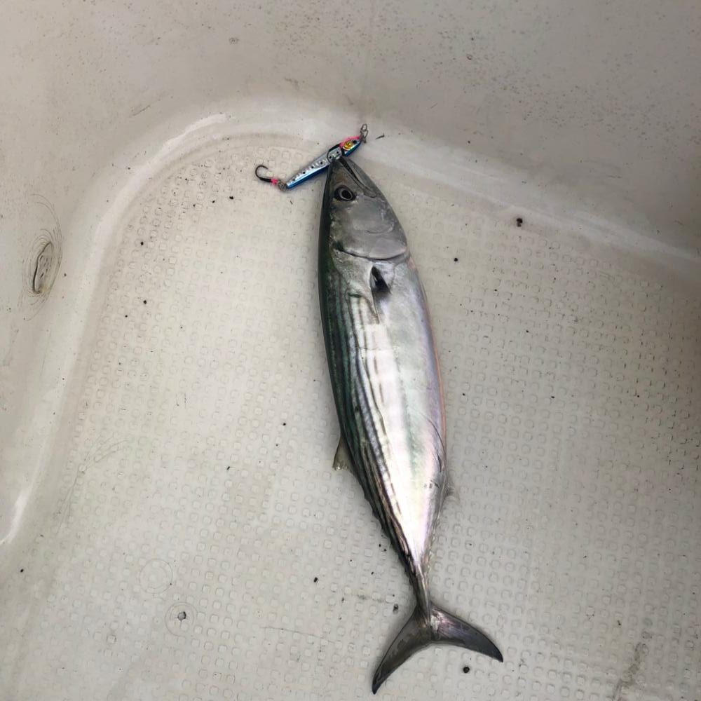 初魚種が釣れました