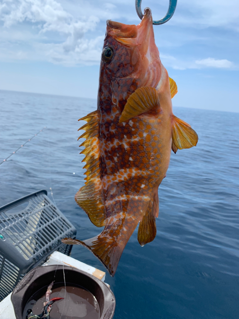 マイボートで真鯛、アコウ狙い