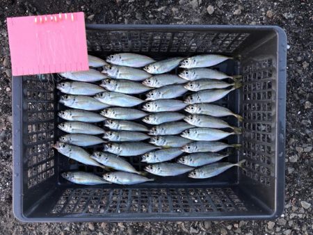 最近渋めの豆アジ…