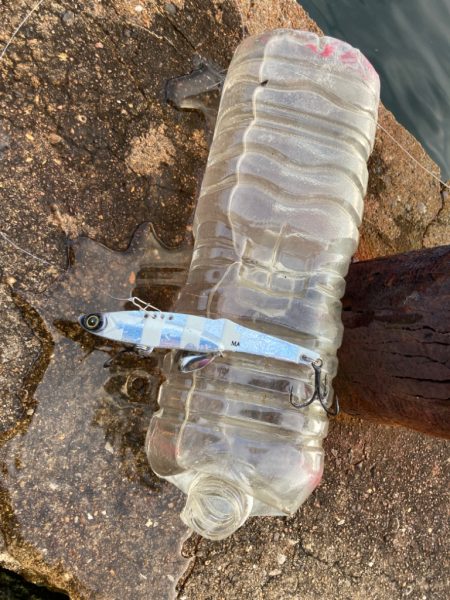 岸和田一文字にツバスの大群来襲にゃ!?