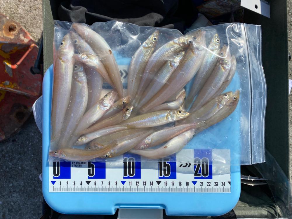 淡路島 津名港 キス釣り