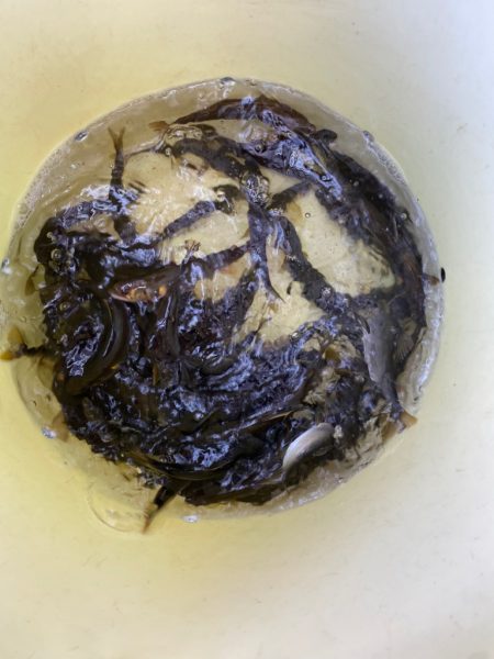 安曇川広瀬地区