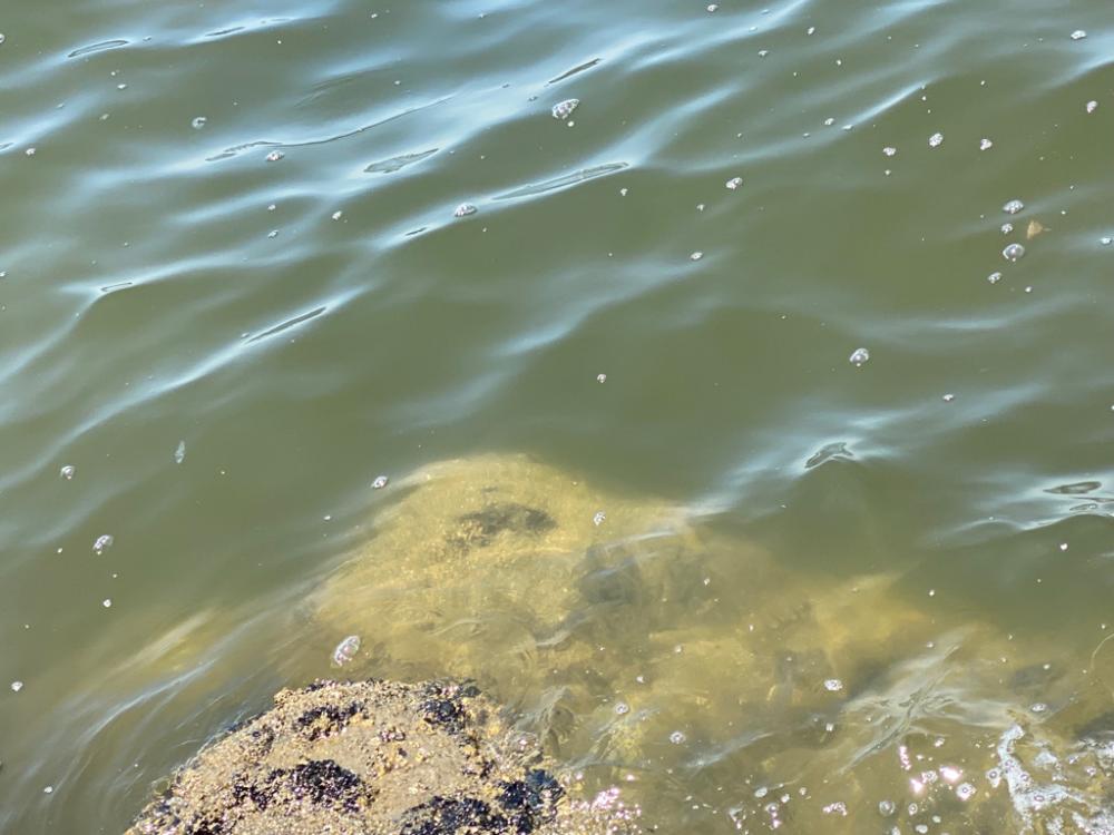 真夏のチニング