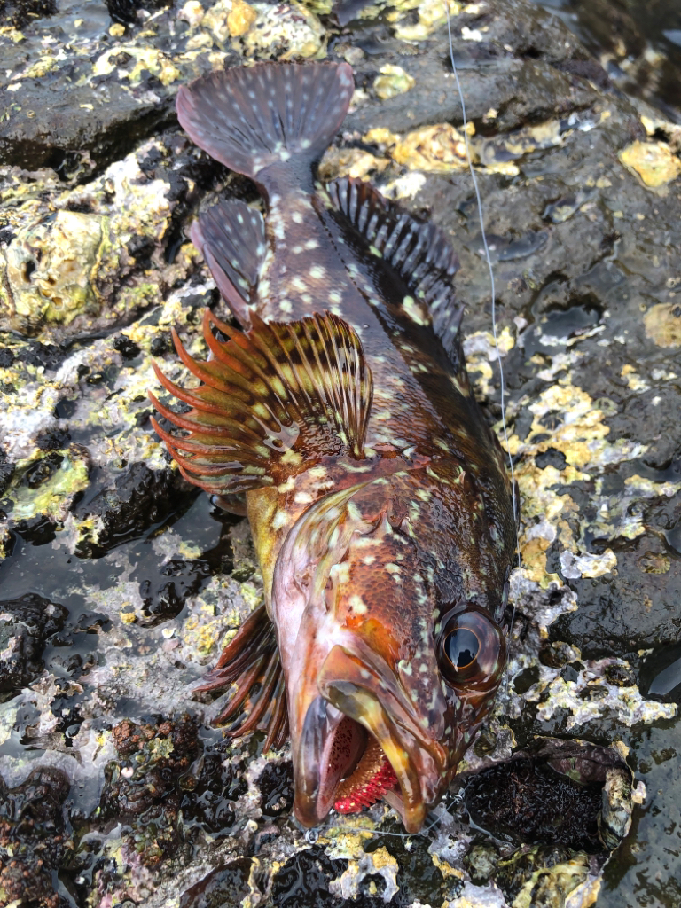 ハードロックフィッシュゲーム!!