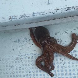 ぷりぷりタコエビでぷりタコゲット