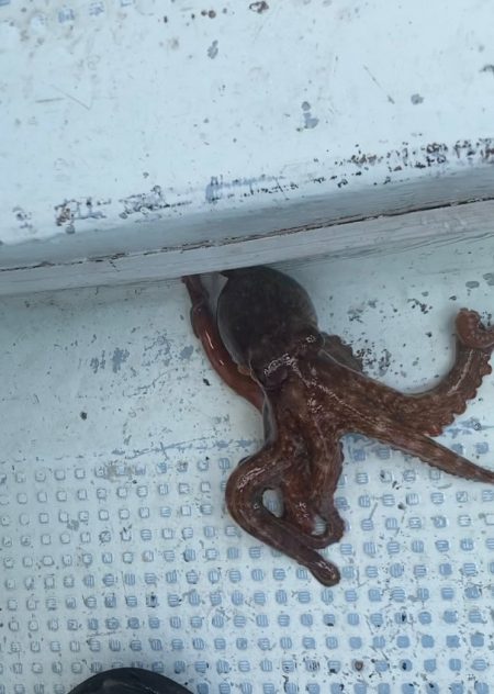 ぷりぷりタコエビでぷりタコゲット