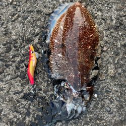 久々のアオリイカ