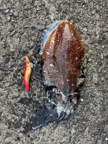 久々のアオリイカ