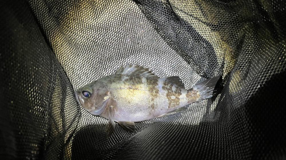 岩屋でラストメバル!