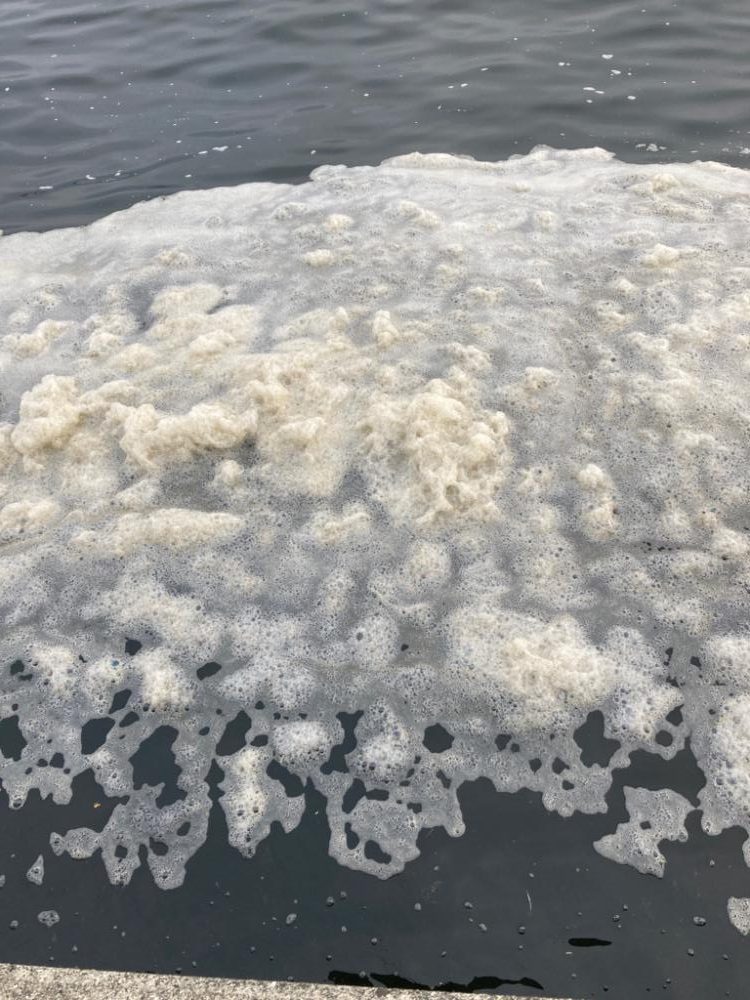 一瞬のツバス祭り。。。