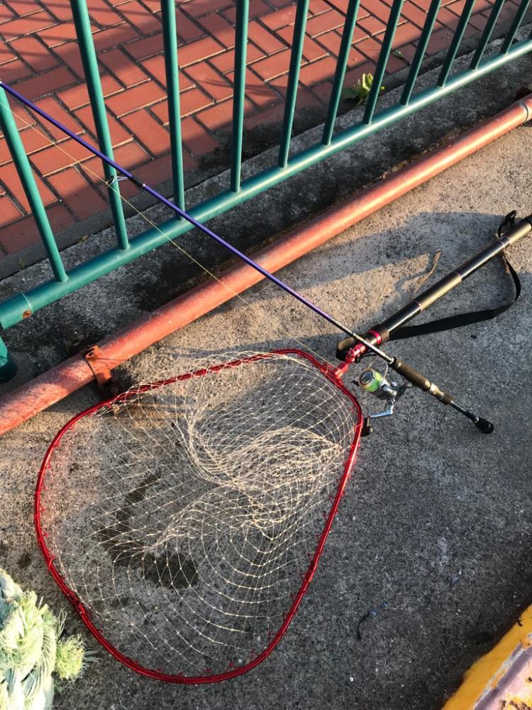 大粒イガイびっしり