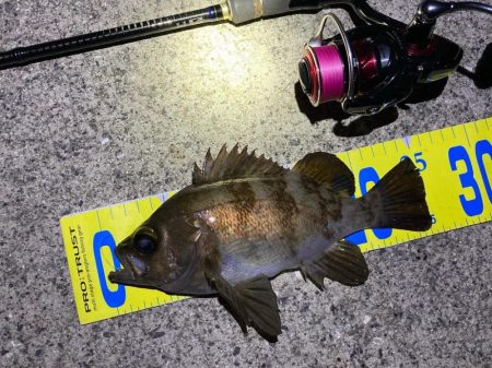 いいサイズ揃いました