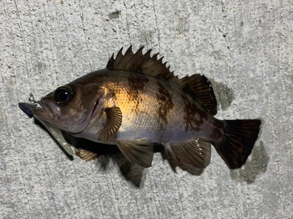 チビメバル運動会