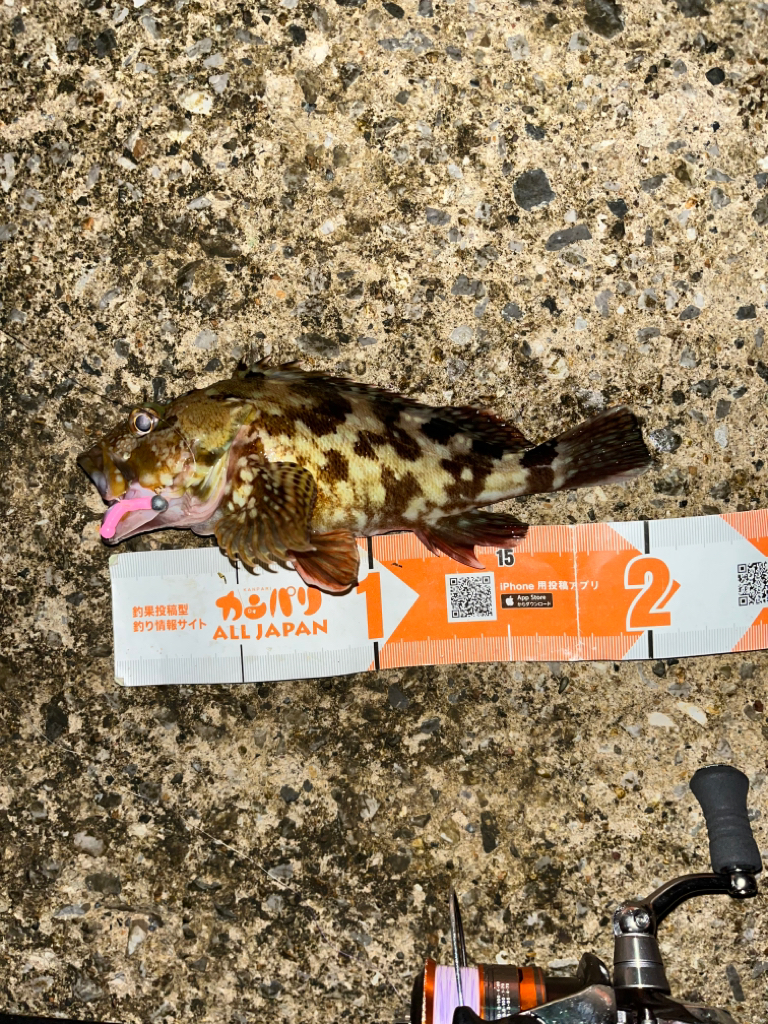 ガシラ活性高し