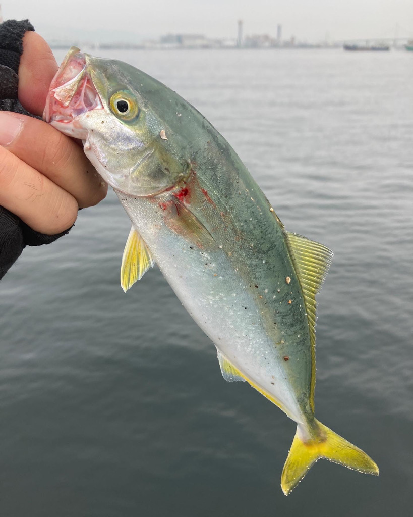 湾奥コスモにてツバス8匹。。