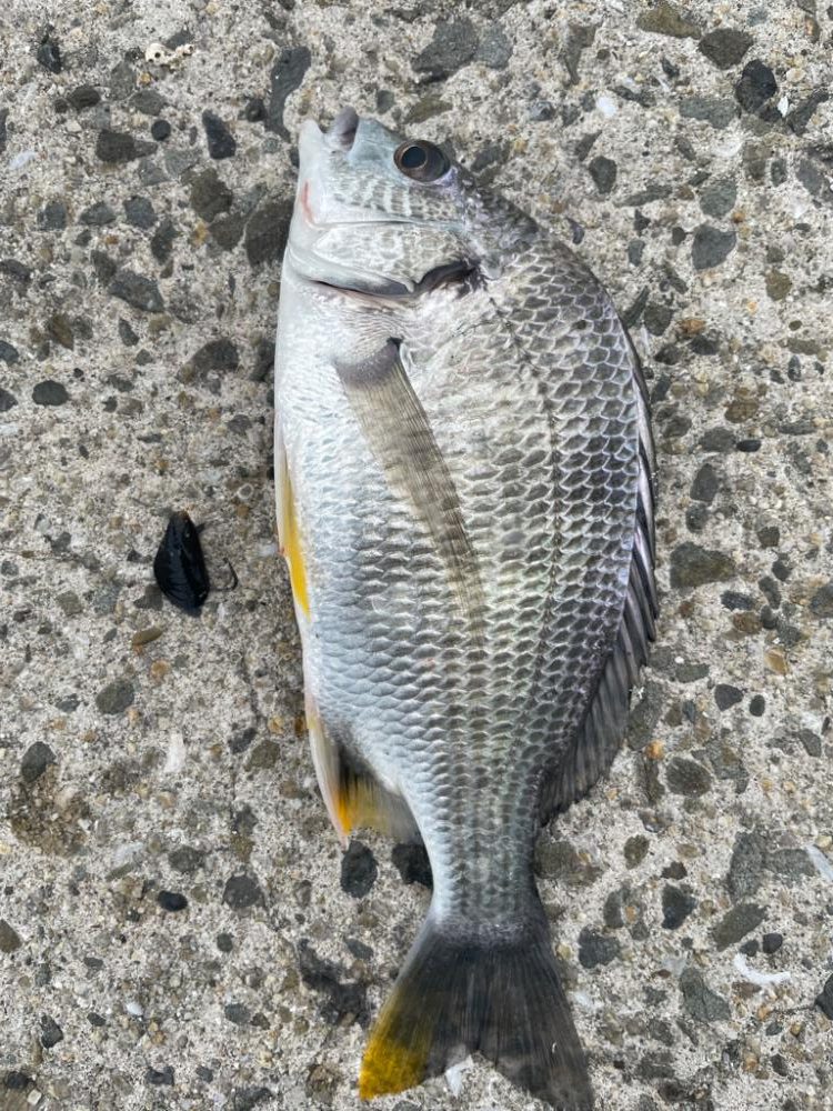 タコとチヌ狙い