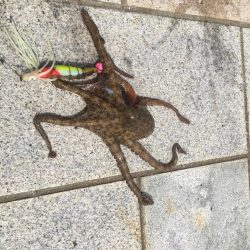 タコ釣り
