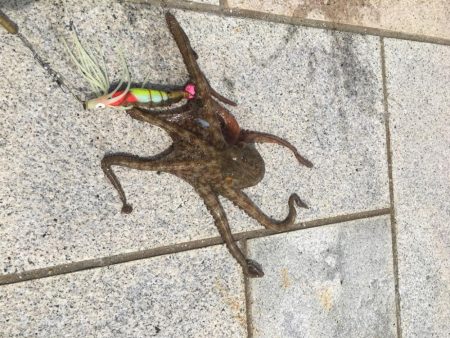 タコ釣り