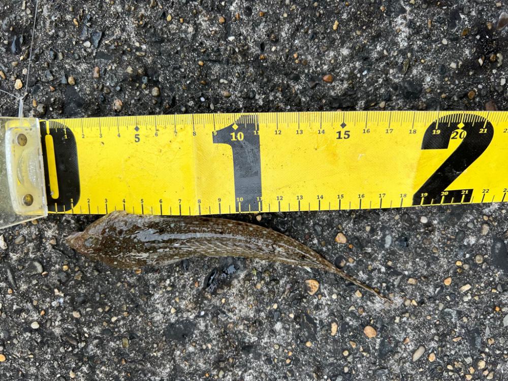 小さいキスが良く釣れました