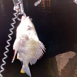 笹濁りナイトチニング 　淀川