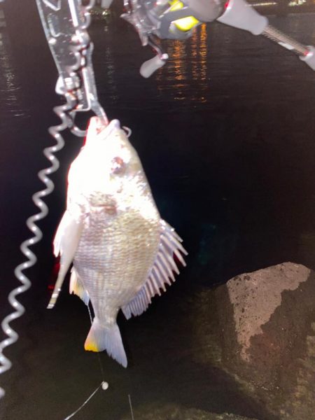 笹濁りナイトチニング 　淀川