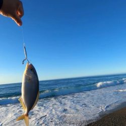 ジャックアイ豆マキマキでシオ連発