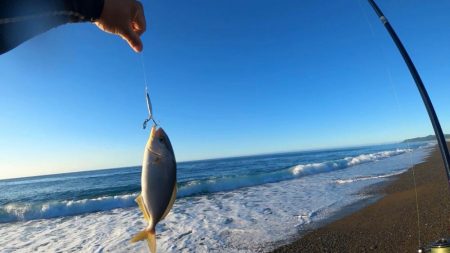 ジャックアイ豆マキマキでシオ連発