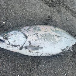 噴火湾！海サクラマス遠征！！