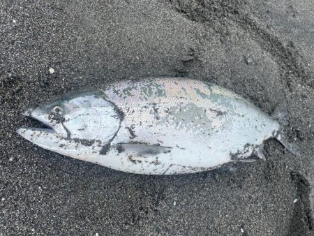 噴火湾！海サクラマス遠征！！