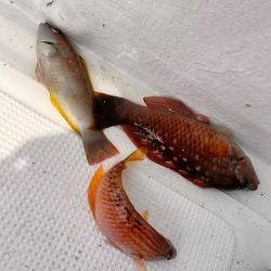 近場でエサ釣り