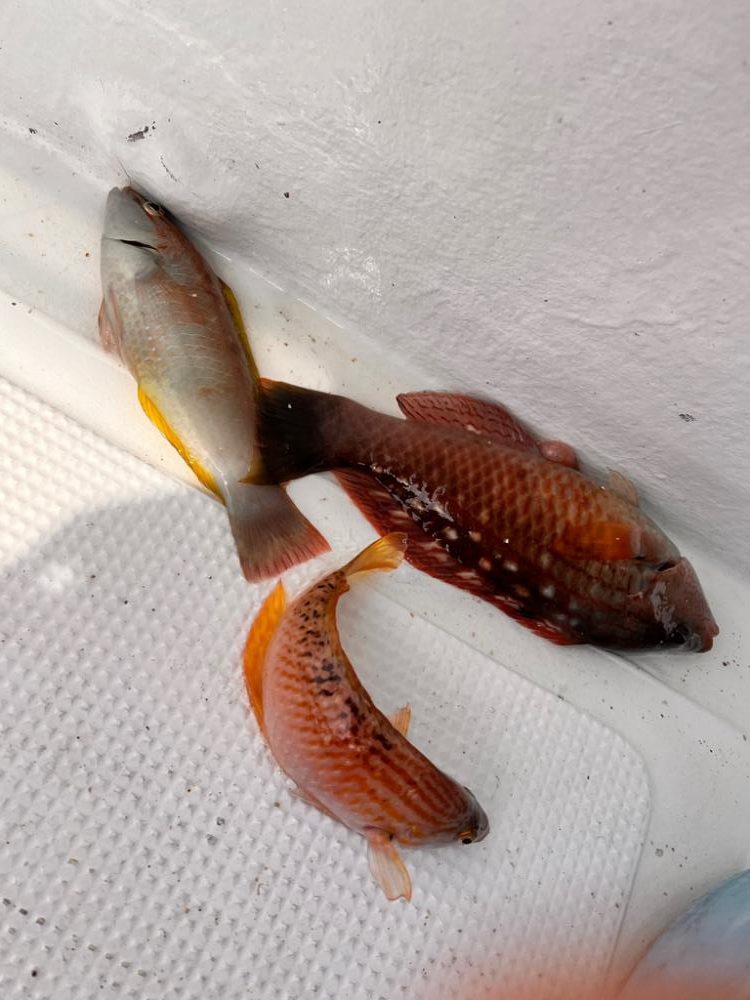 近場でエサ釣り