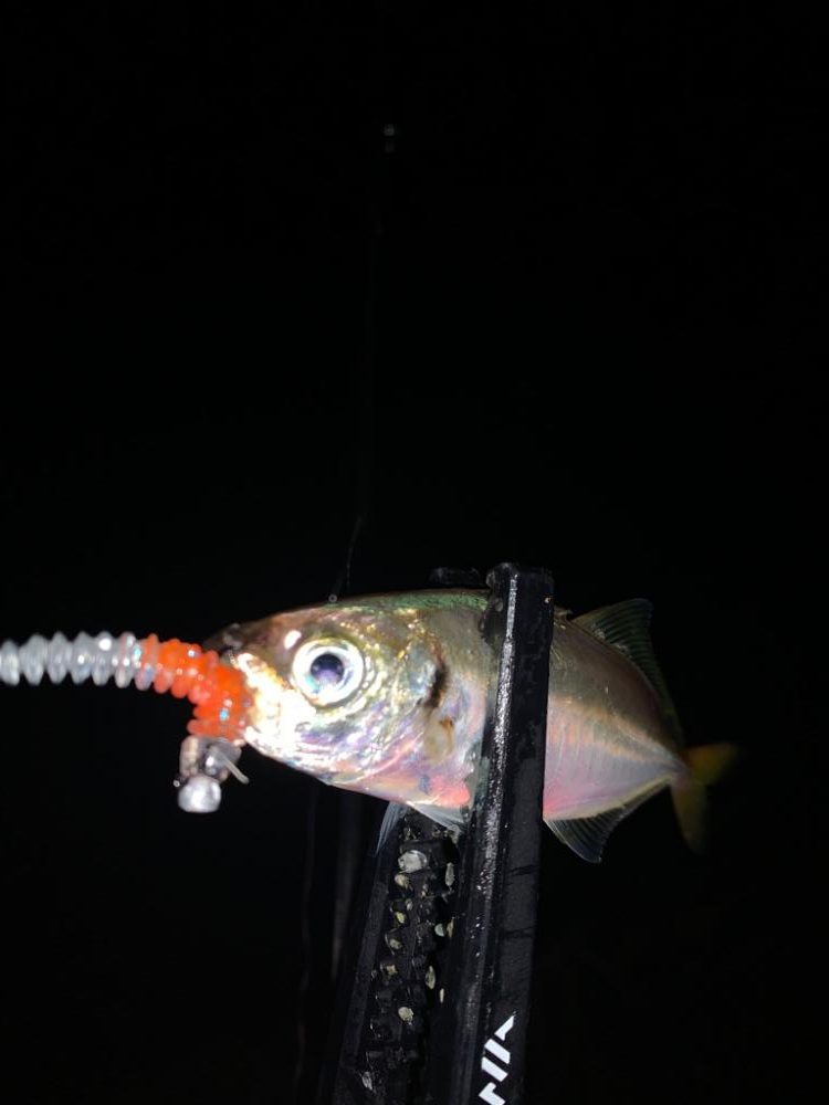 久々のアジングでまさかのキスも