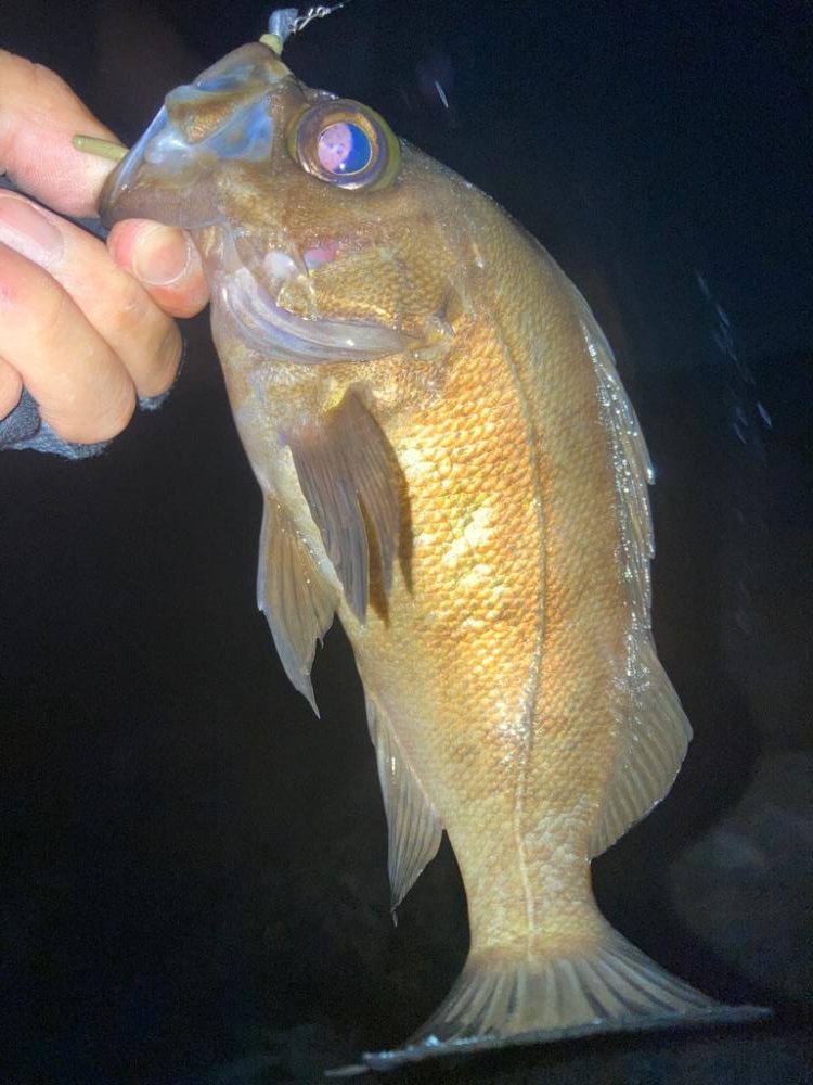 2022ライトゲーム第19戦