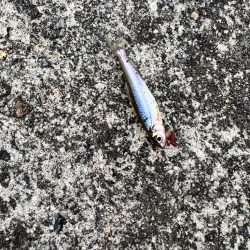 テナガエビ釣りなのに