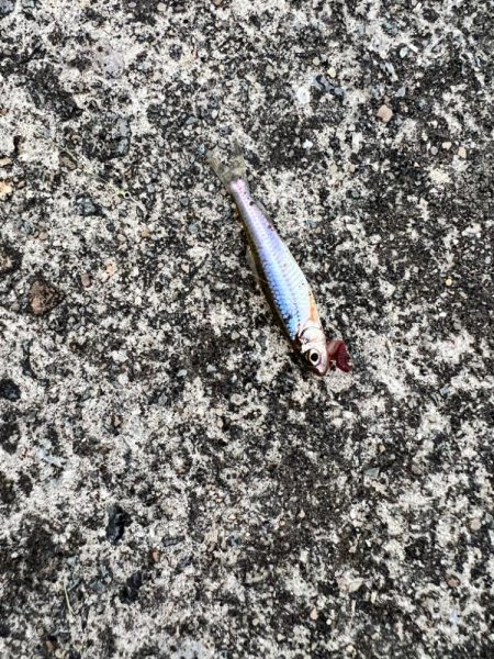 テナガエビ釣りなのに