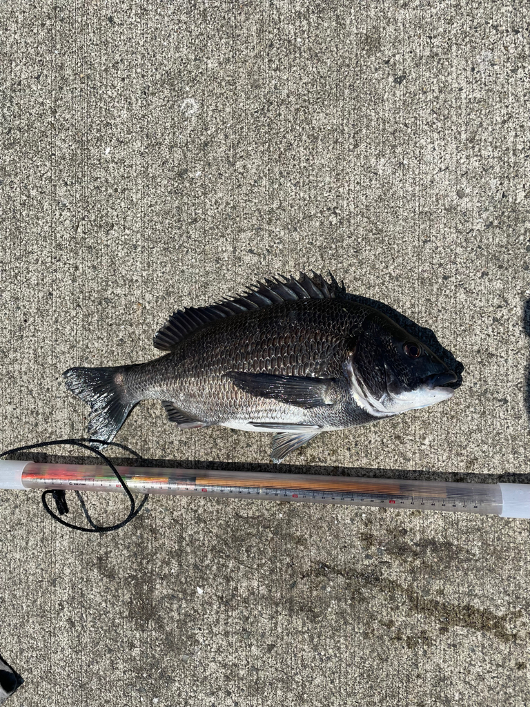 波止フカセでチヌ。