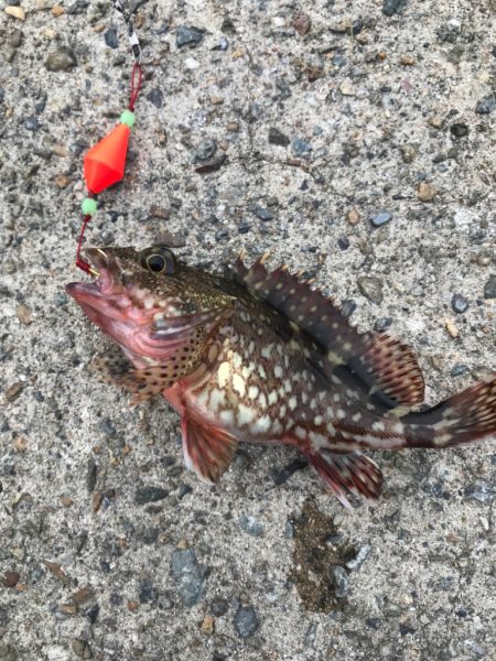 白杉漁港アジング