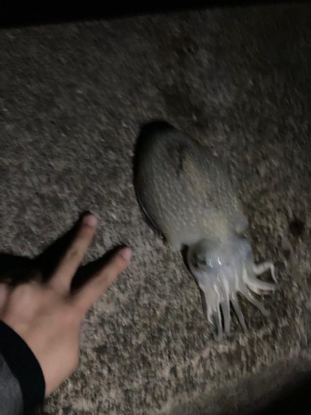 陸っぱりエギング調査！