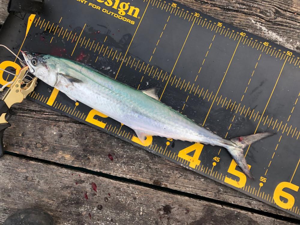 ライトショアジギング なら筏