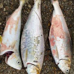 ようやくツバスが釣れました*\(^o^)/…