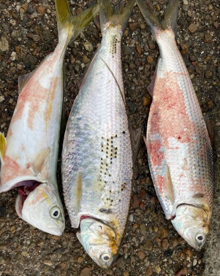 ようやくツバスが釣れました*\(^o^)/…