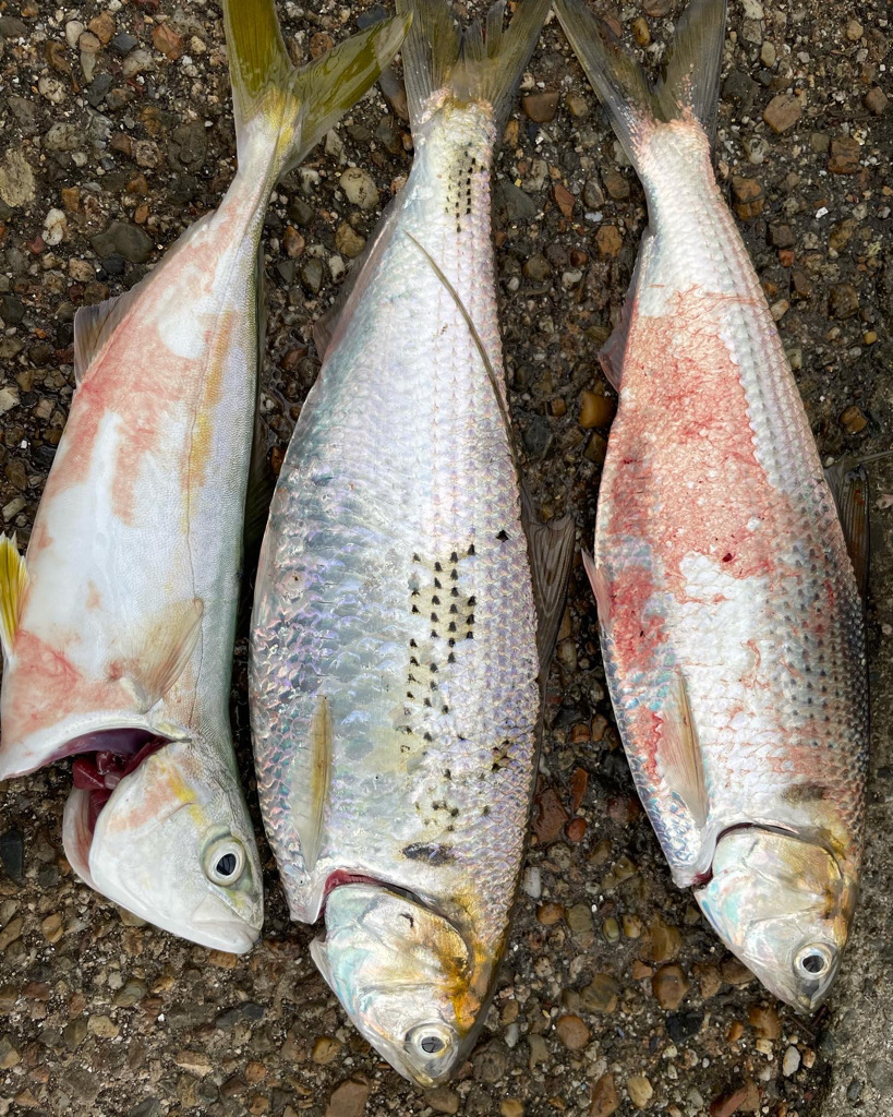 ようやくツバスが釣れました*\(^o^)/*