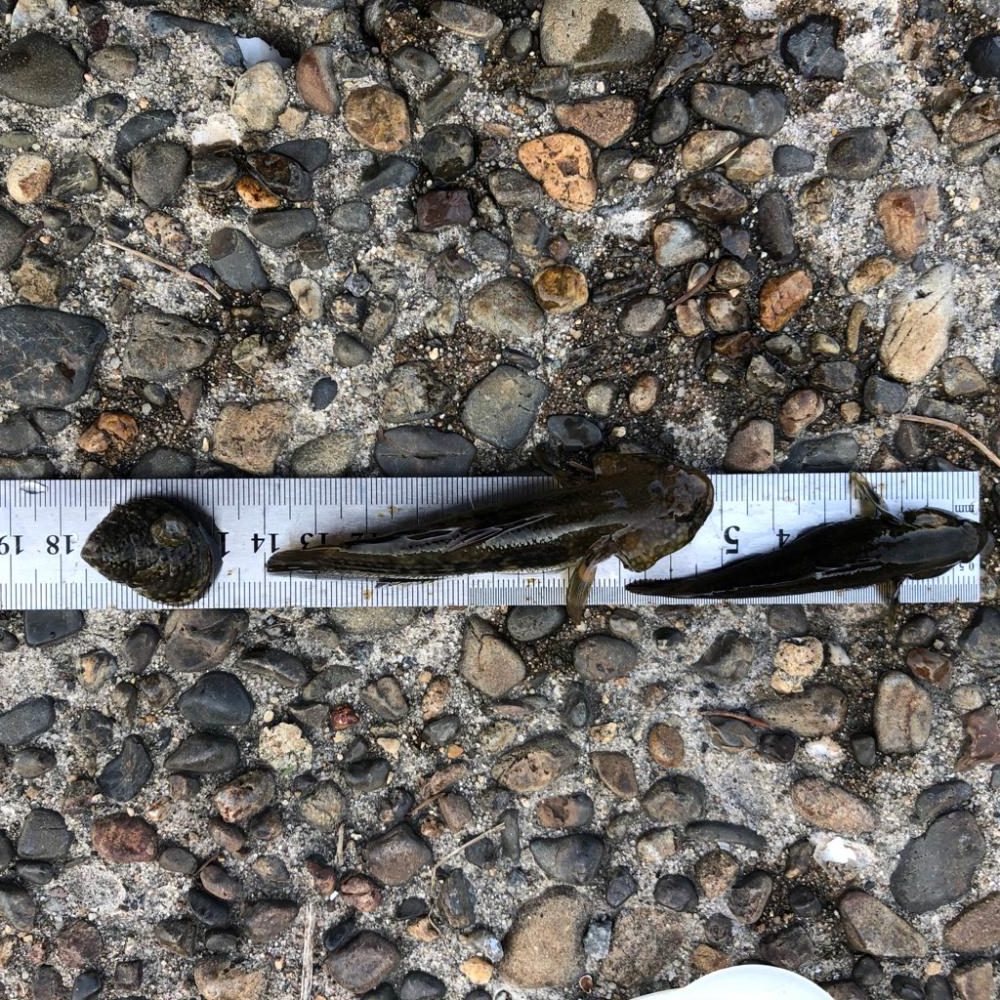 ハゼ釣り夕方のひと時(^ ^)