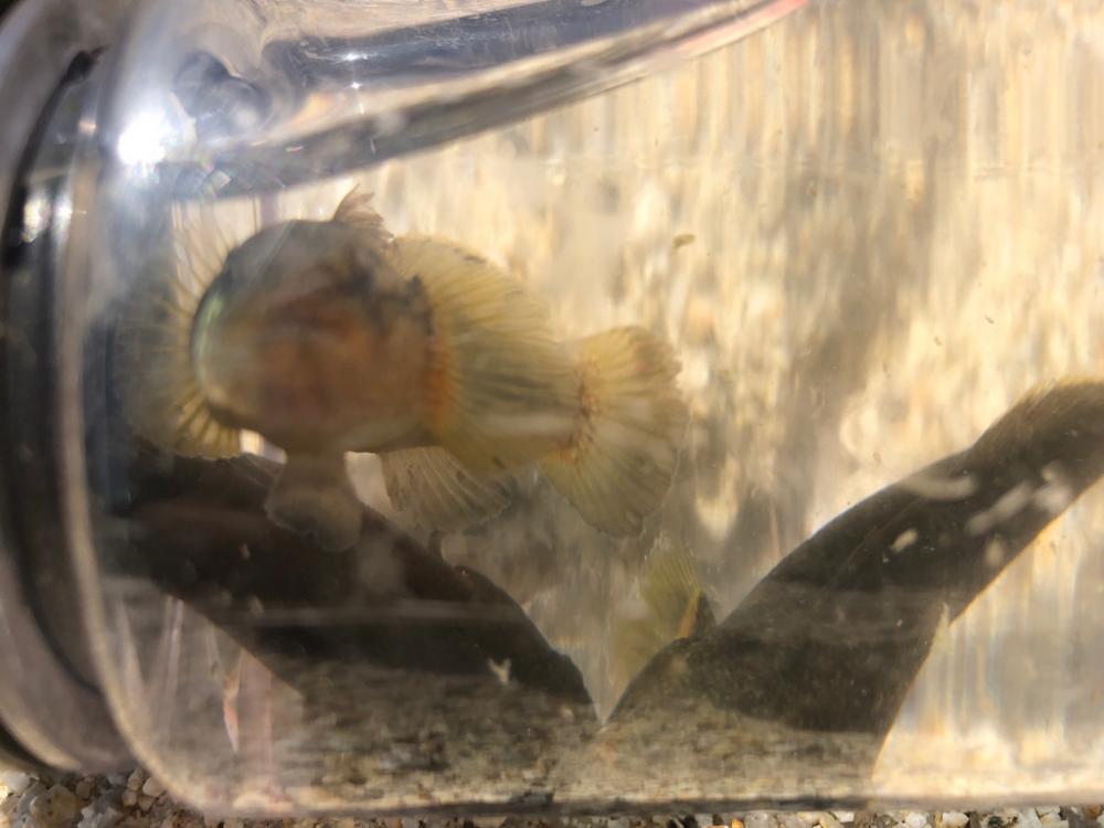 ハゼ釣り三昧(^ ^)