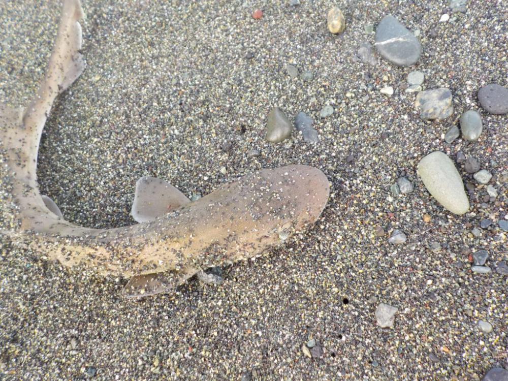 ホウボウとサメが釣れました