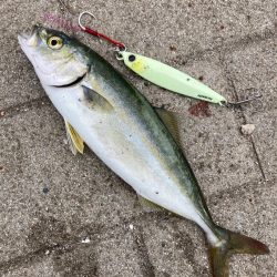 流行りの大阪湾ツバスゲーム。。。