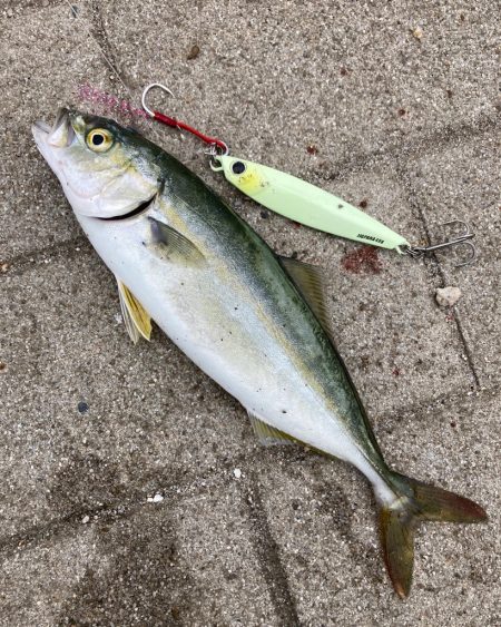 流行りの大阪湾ツバスゲーム。。。