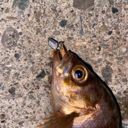 マイクロメバルでも