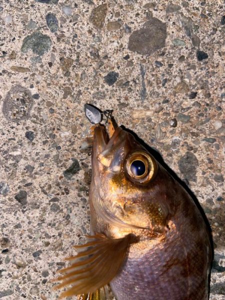 マイクロメバルでも